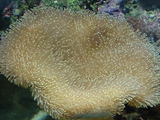 mushroom leather coral