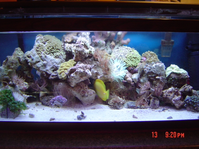 my 20 g reef