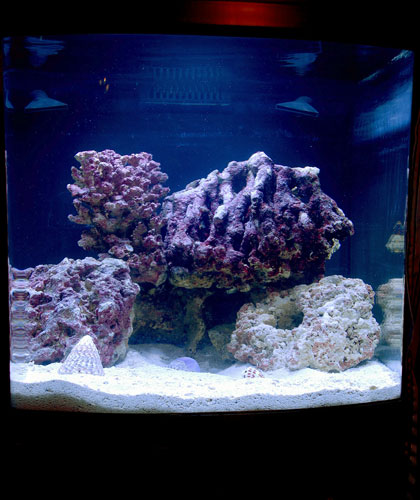 My first fish tank