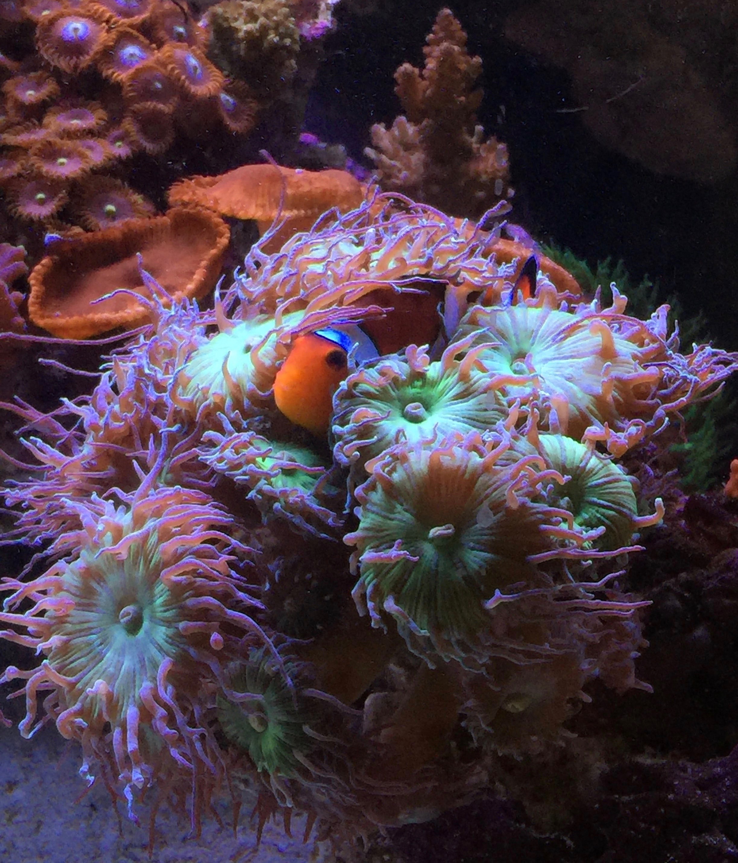 Nemo in the Duncan.