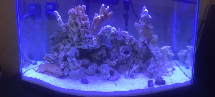 New 20 gal Reef Tank