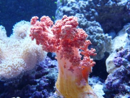 New corals