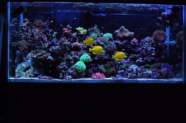New reef!