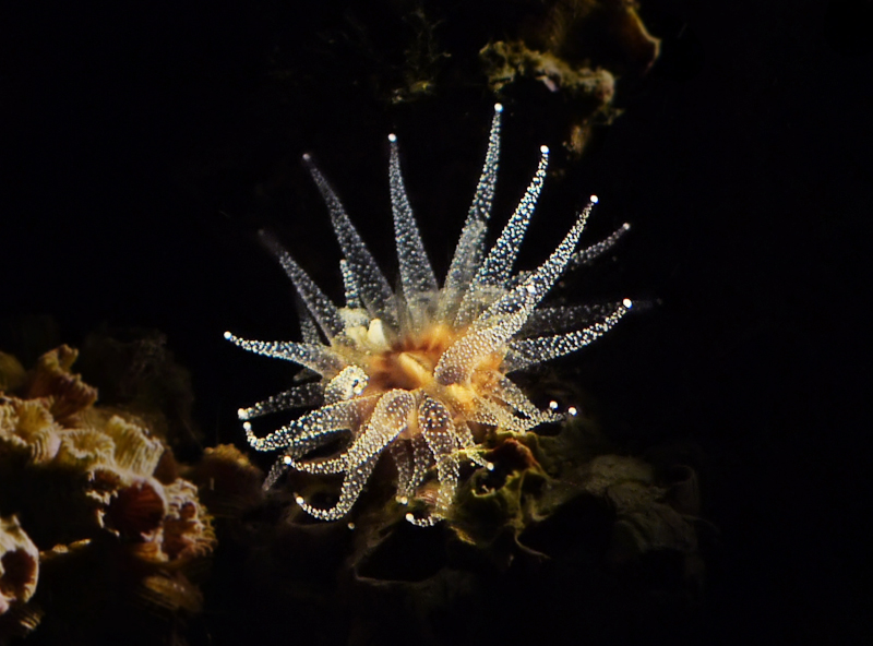 Nighttime coral