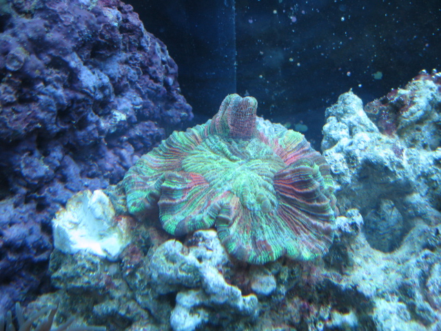 One of my newer corals
