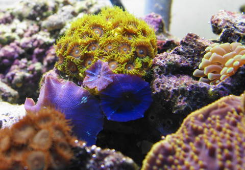orange and green zoos and blue shrooms from our 125 reef