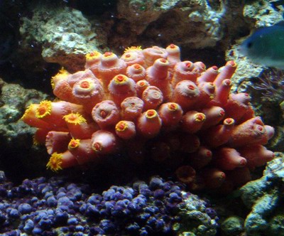 Orange Tube Soft Coral