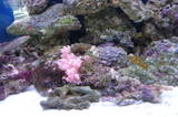 Our corals