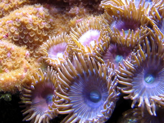 Pink Planet Zoanthids