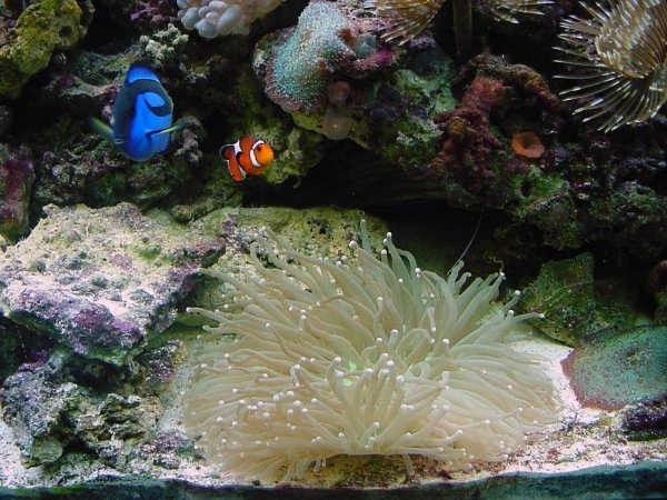 Plate Coral & Friends