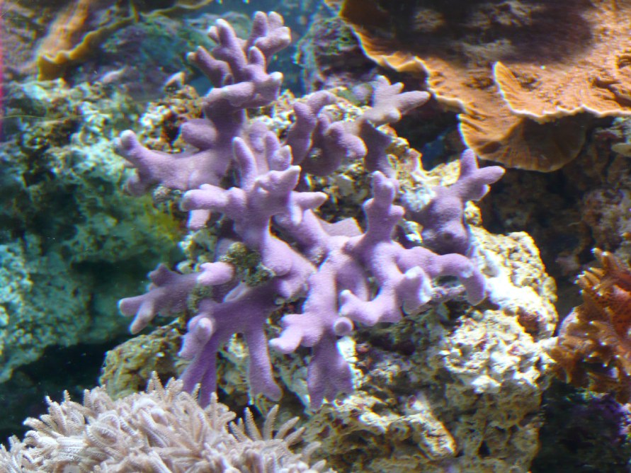 Purple Branching Monti