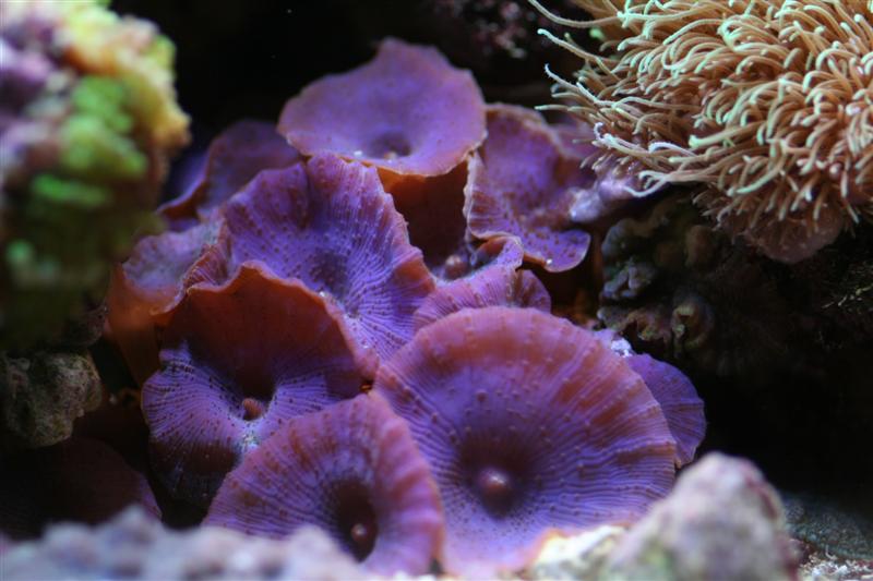 purple mushrooms