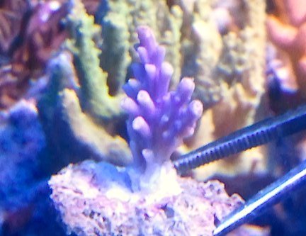 purpleacro1