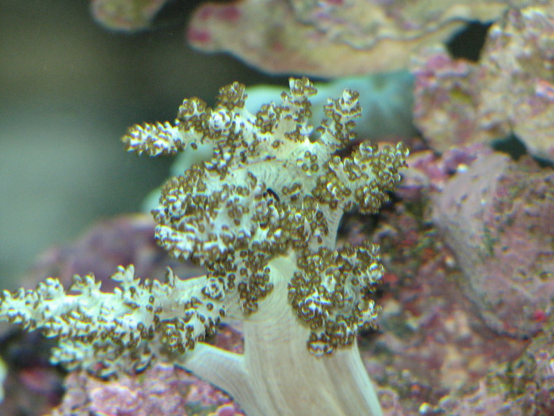 Random coral picks from our 125 g