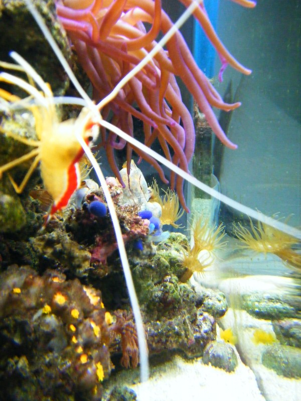 red and white shrimp,  blue tunicate