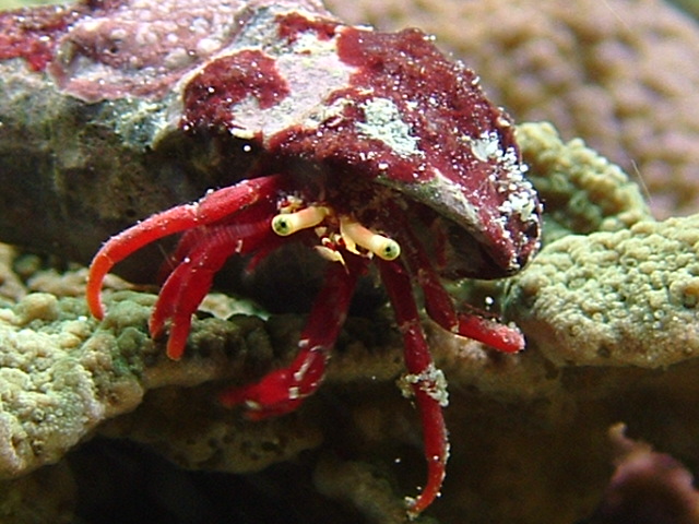 red leg (green eyed) hermit