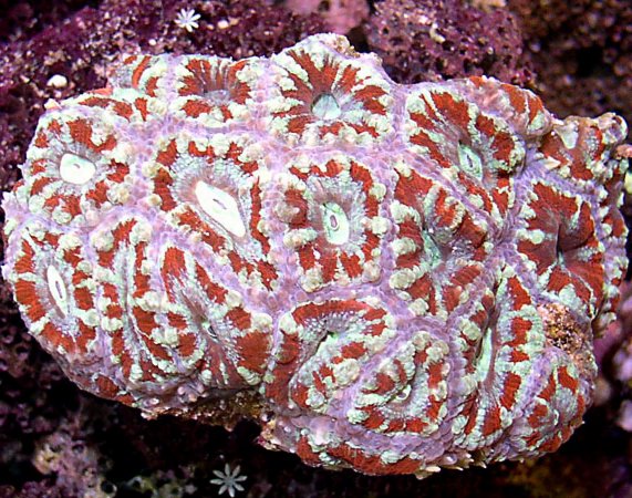 Red_Tuquoise_and_Teal_Acanthastrea_lordhowensis