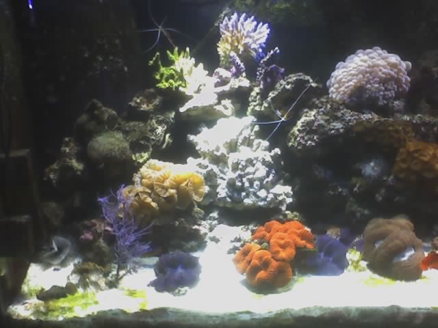 Reef-1