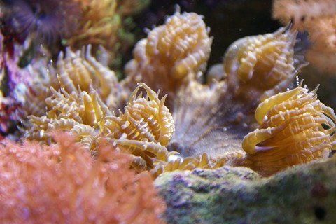 rock_anemone