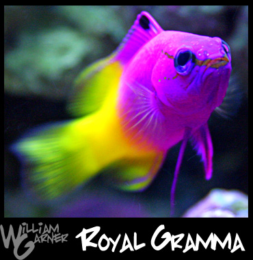 Royal Gramma