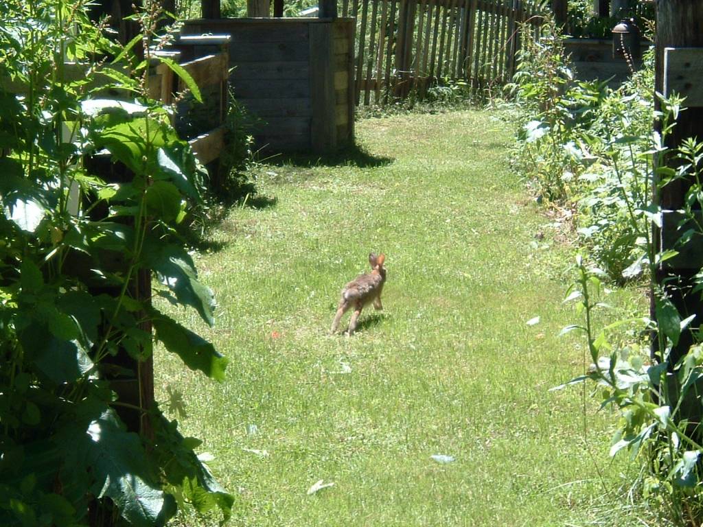 Running Cottontail