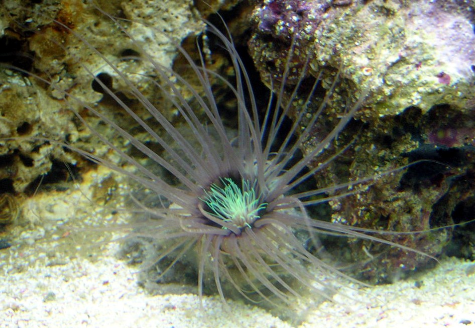 Serantus tube anemone