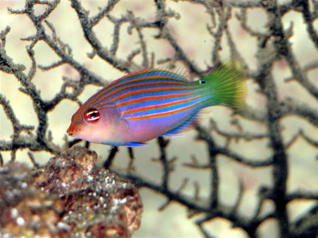 Six_Line_Wrasse_Small_