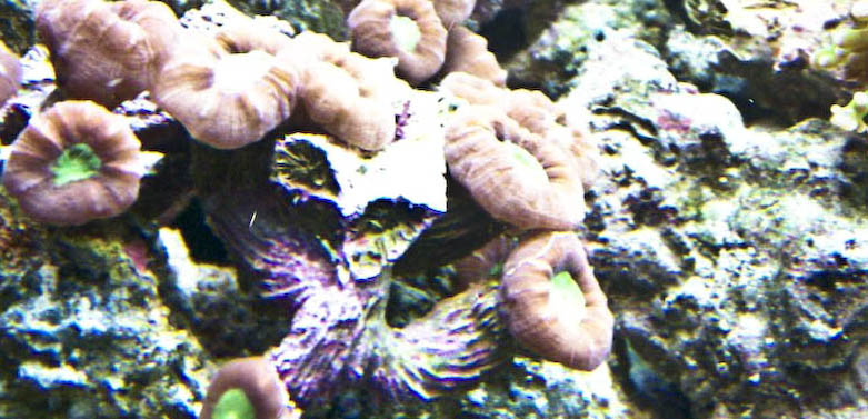 Some of my Corals