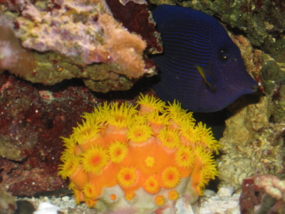 Sun coral and friend
