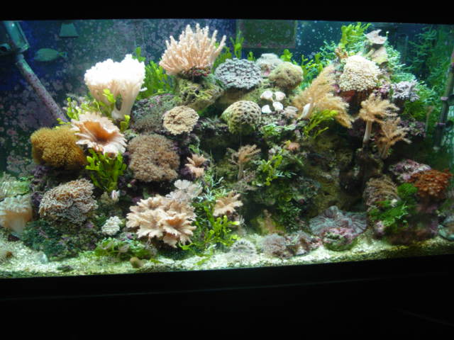 This is my 120 reef