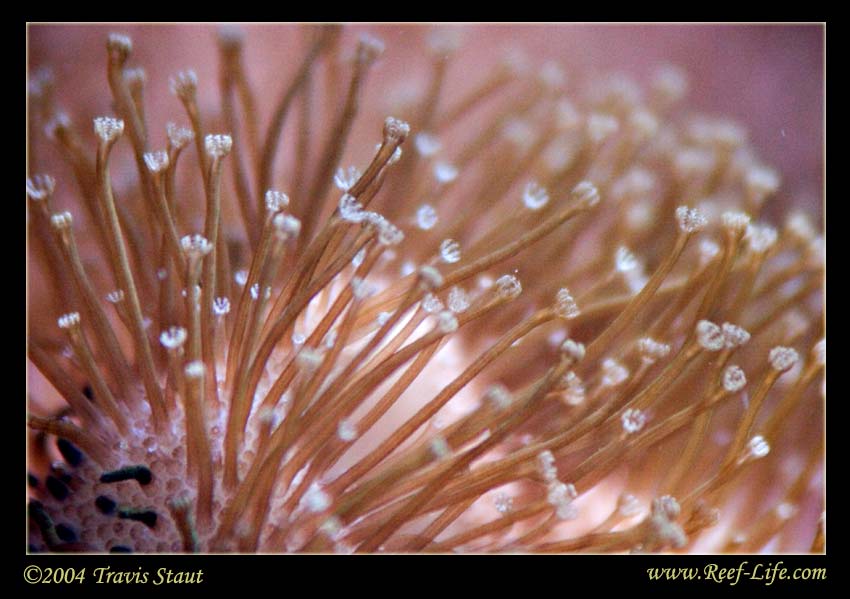 Toad polyps