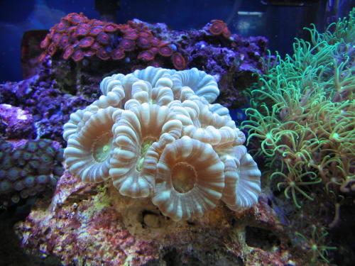 Trumpet Coral