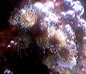 Tube Coral with polyps out