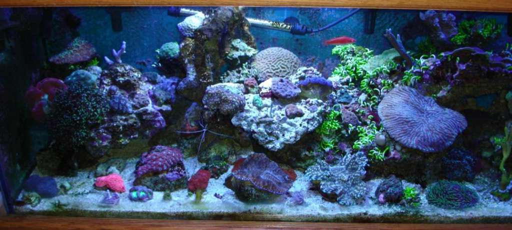 updated 125g after losts of work 3-3-06
