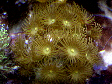 Yellow Polyps from Tommyp